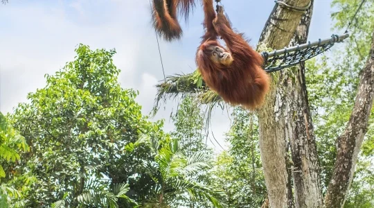 オランウータン